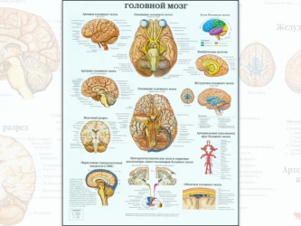 Плакат Головной мозг