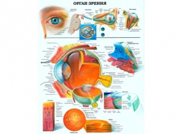 Плакат Орган зрения