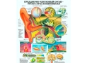 Плакат Преддверно-улитковый орган.Орган слуха и равновесия