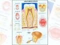 Плакат Анатомия зубов
