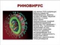 Презентация на тему Риновирусная инфекция