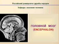 Презентация Головной мозг
