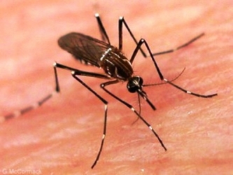 Лихорадка денге - симптомы и признаки