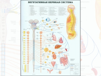 Плакат Вегетативная нервная система
