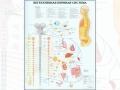 Анатомический плакат Вегетативная нервная система