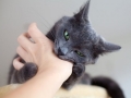 Болезнь от кошачьих царапин - симптомы и признаки