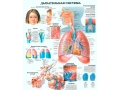 Плакат Дыхательная система