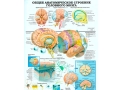 Плакат Общее анатомическое строение головного мозга