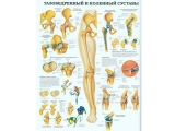 Плакат Тазобедренный и коленный суставы