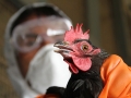 Птичий грипп - симптомы и признаки