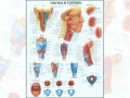 Анатомический плакат Глотка и гортань