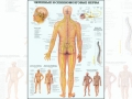 Анатомический плакат Черепные и спинномозговые нервы
