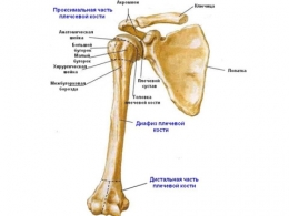 Переломы дистального эпифиза плечевой кости