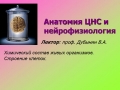 Презентация на тему Анатомия ЦНС и нейрофизиология