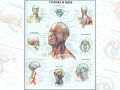 Анатомический плакат Голова и шея