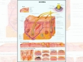 Анатомический плакат Кожа