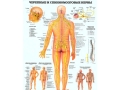 Плакат Черепные и спинномозговые нервы