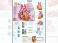 Анатомический плакат Сердце